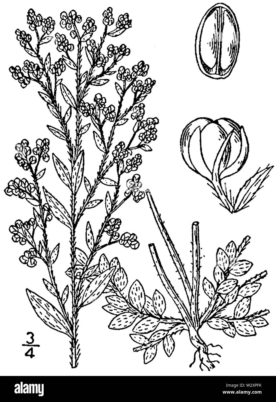 Lechea mucronata dimensions 1 Banque D'Images