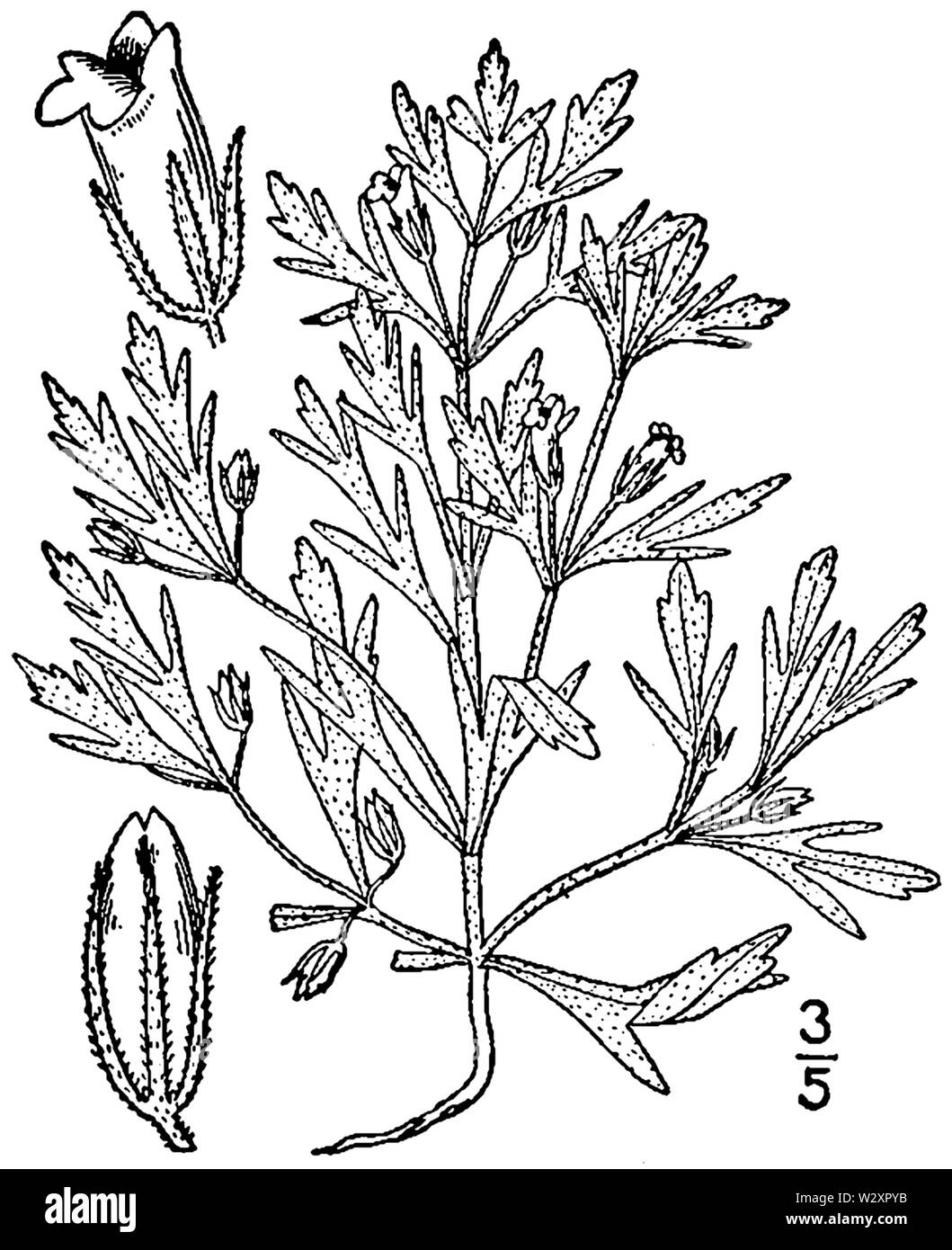 Leucospora multifida dimensions 1 Banque D'Images