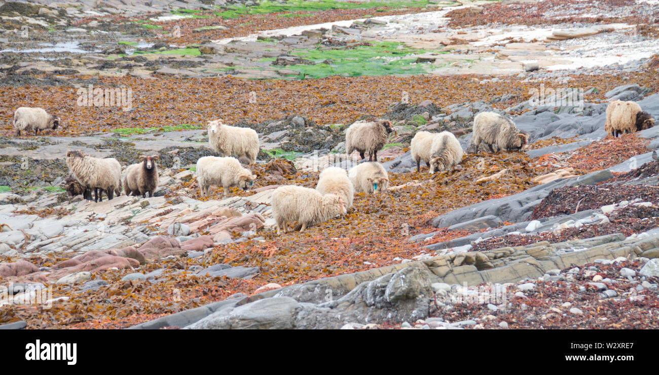 North Ronaldsay seaweed manger moutons, Îles Orkney Banque D'Images