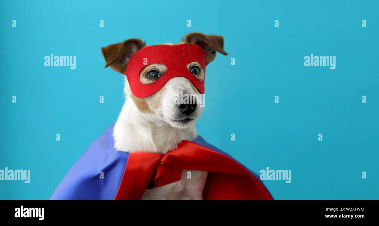 Jack Russell chien costume de super héros Banque D'Images Jack Russell chien costume de super héros Banque D'Images
