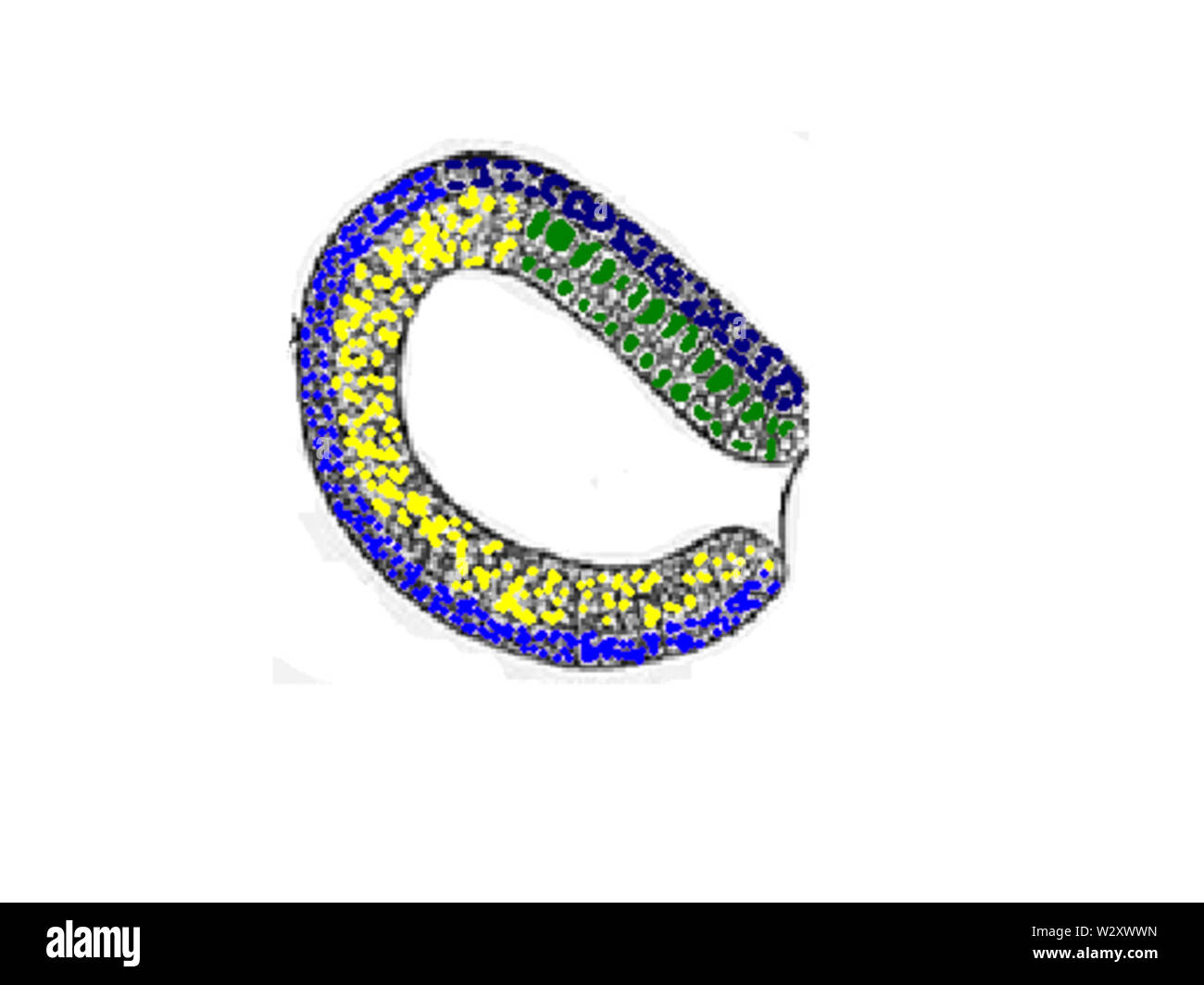 Section longitudinale de la gastrula Banque D'Images