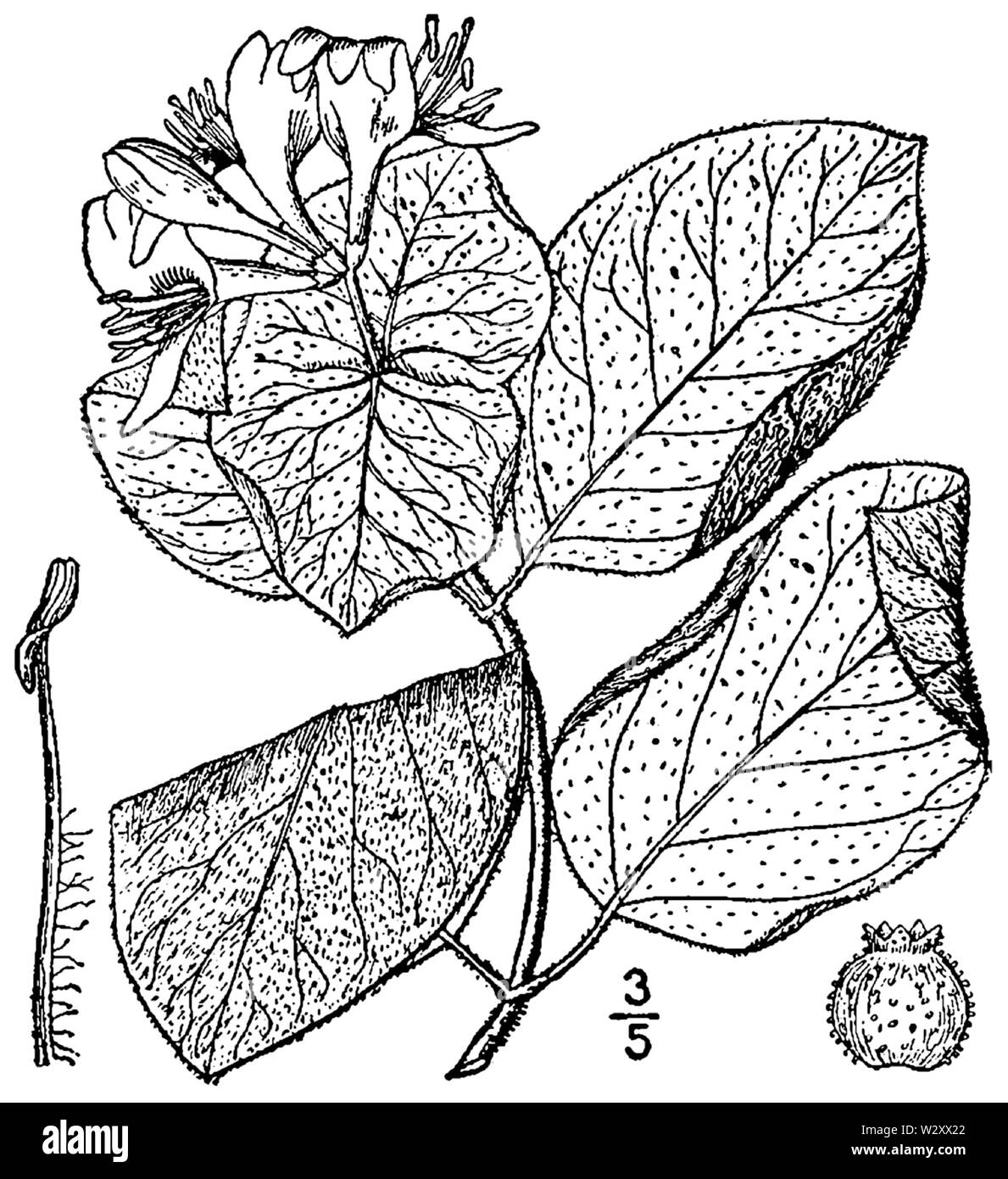 Lonicera hirsuta BB-1913 Banque D'Images