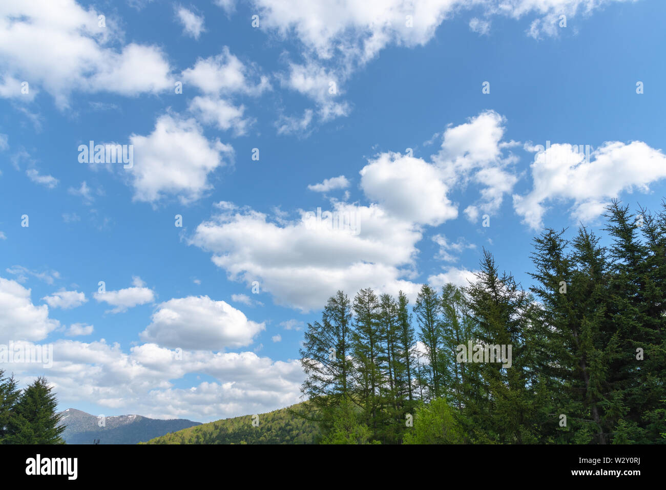 Rangée d'arbres sur le premier plan des montagnes avec vaste ciel bleu sur contexte en journée ensoleillée en été. Nature Paysage, belle vue panoramique sur la campagne Banque D'Images