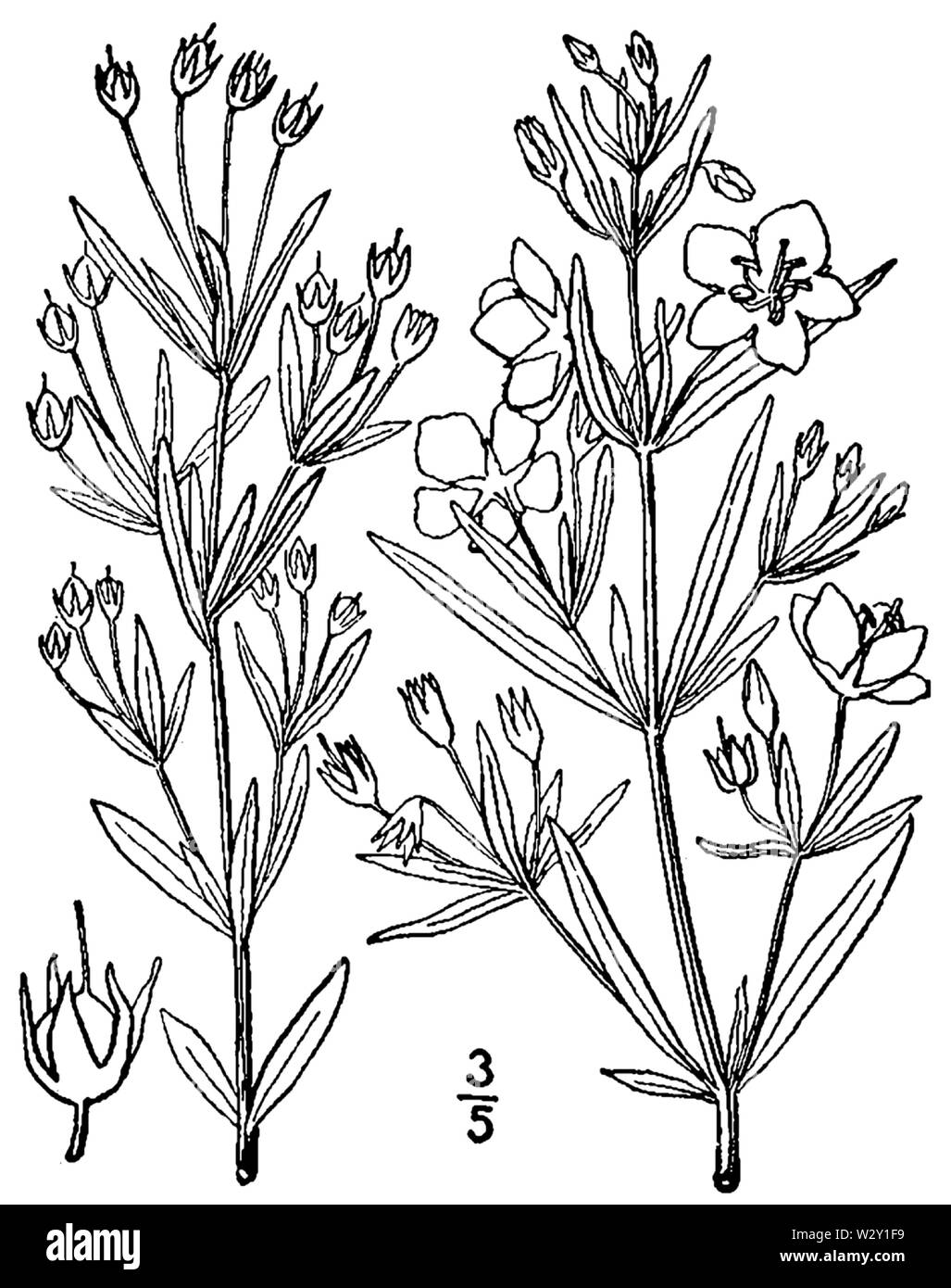 Lysimachia quadriflora BB-1913 Banque D'Images