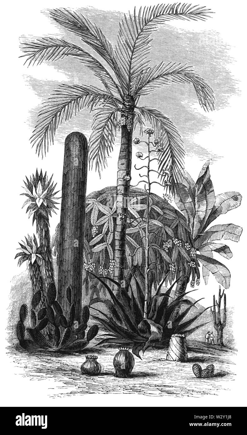 MASR V2 D067 groupe de plantes Banque D'Images