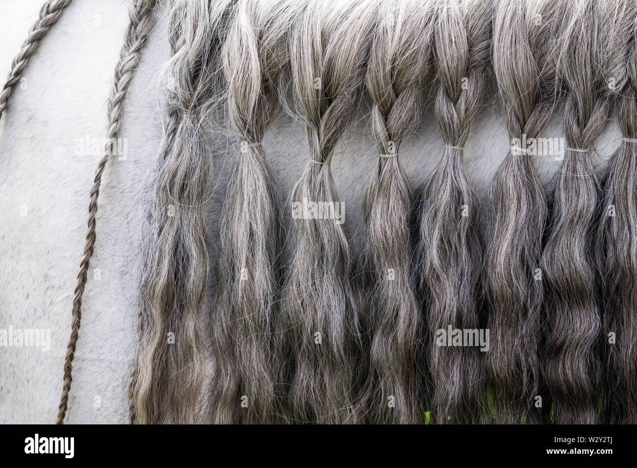 Close up de la crinière d'un cheval tressé Banque D'Images