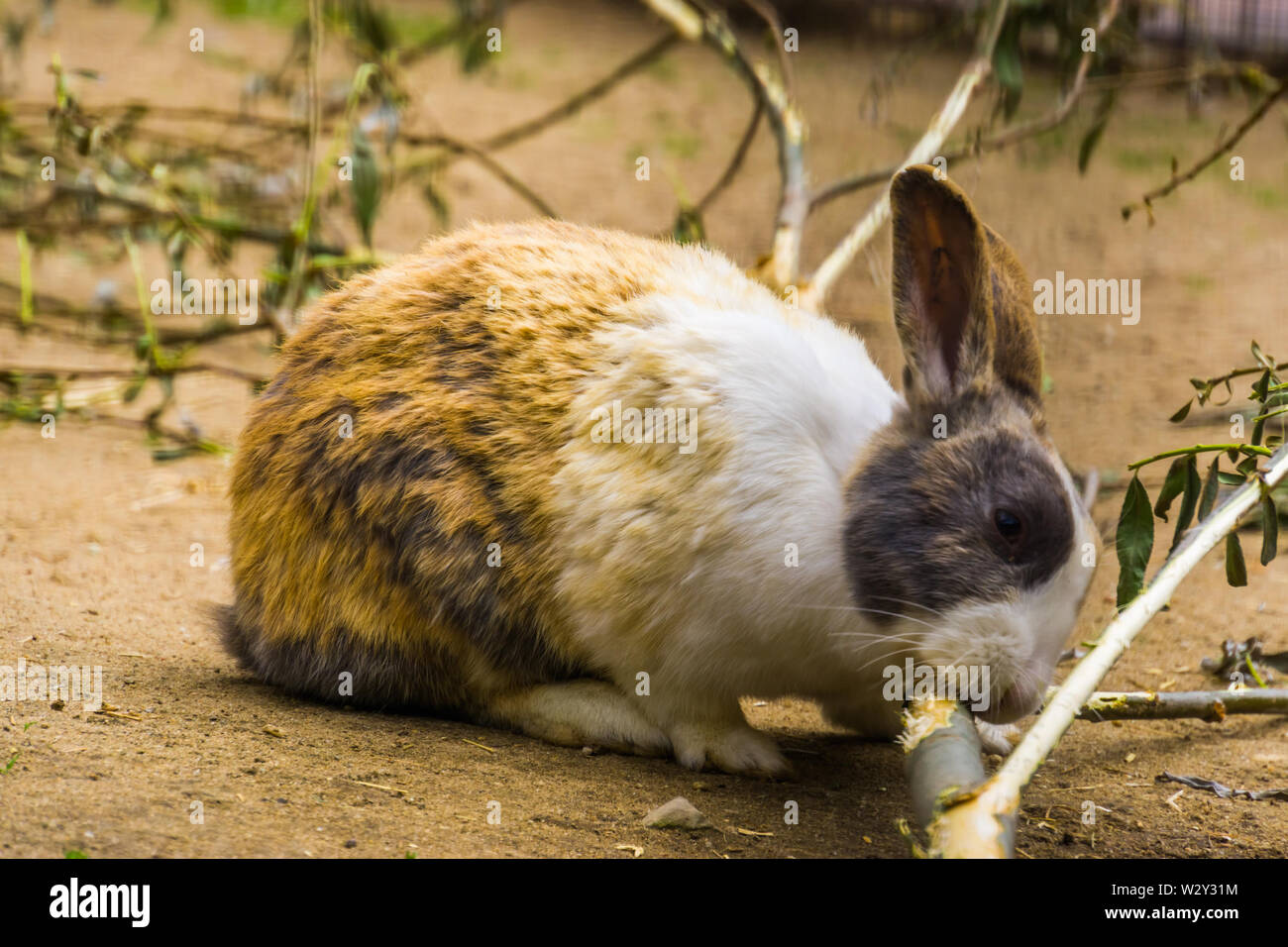 Libre d'un néerlandais couleur bunny à mâcher sur une branche, populaires race de lapin néerlandais des Pays-Bas Banque D'Images