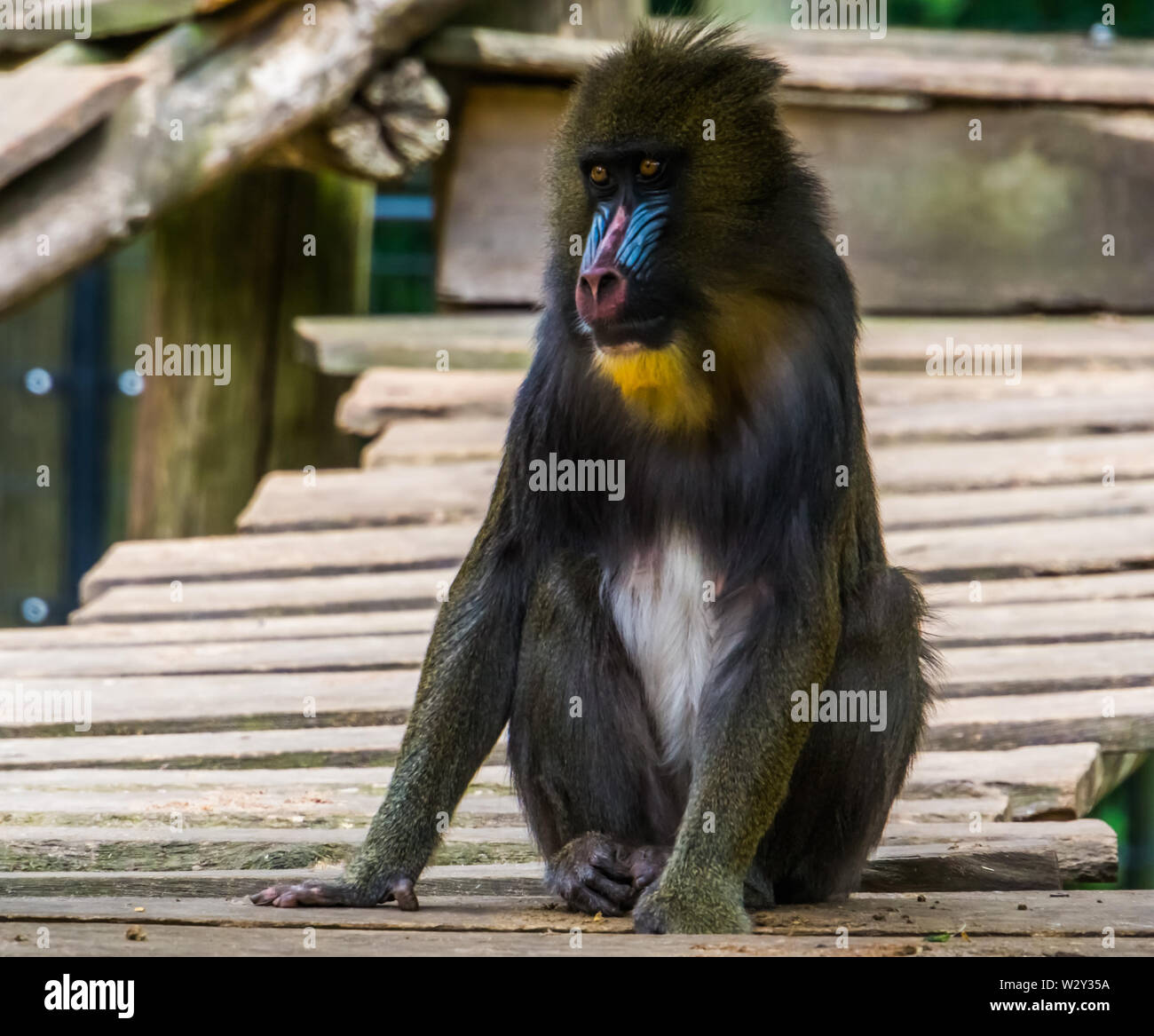 Closeup portrait of a mandrill singe, primates tropicaux avec un visage coloré, Vulnérable Espèce animale du Cameroun, l'Afrique Banque D'Images