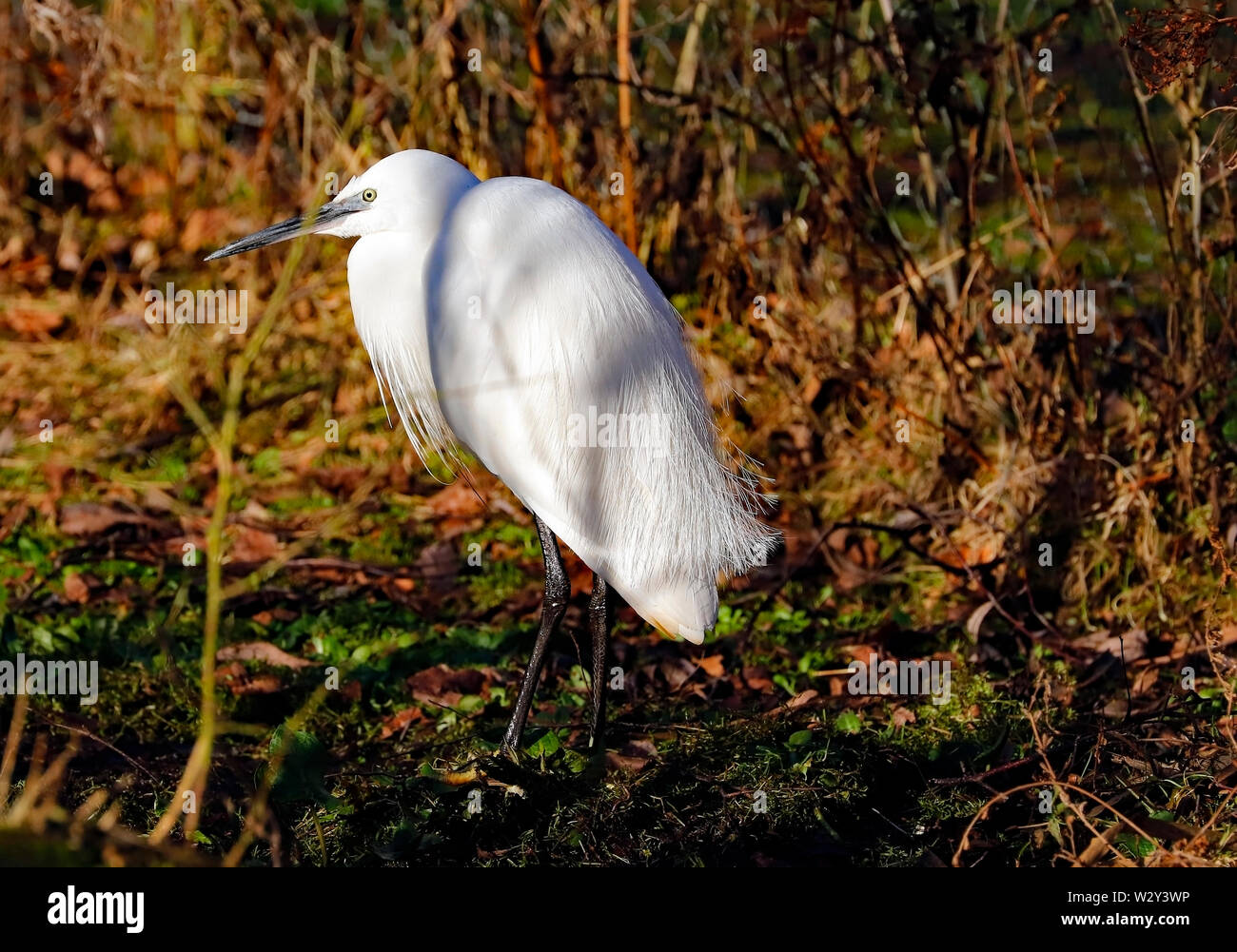 Contemplant le Heron jour par le canal Rufford Old Hall dans le Lancashire. Banque D'Images