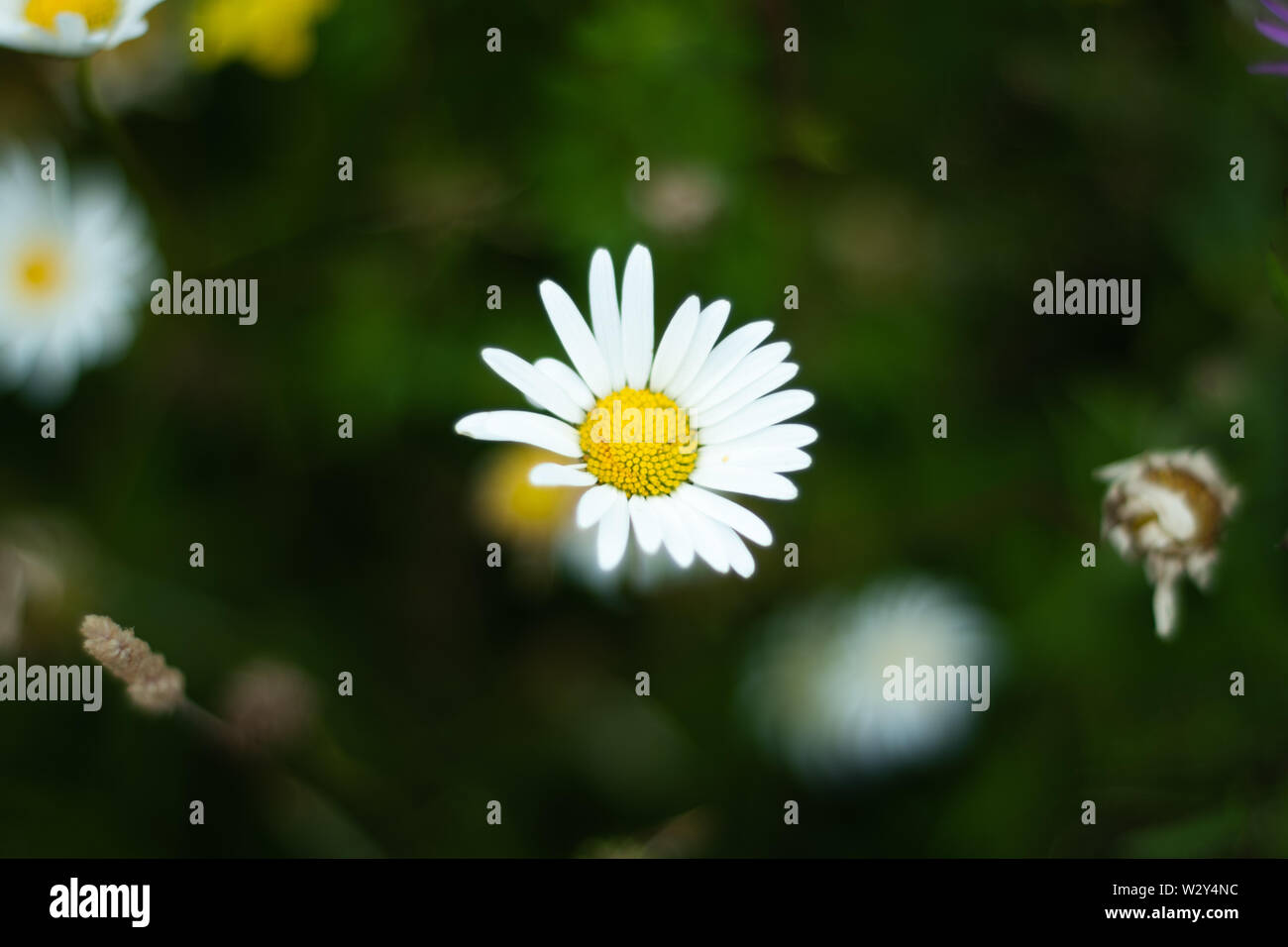 Fleur de Marguerite Banque D'Images
