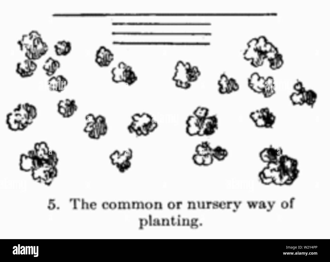 Jardinage de manuel fig005 Banque D'Images