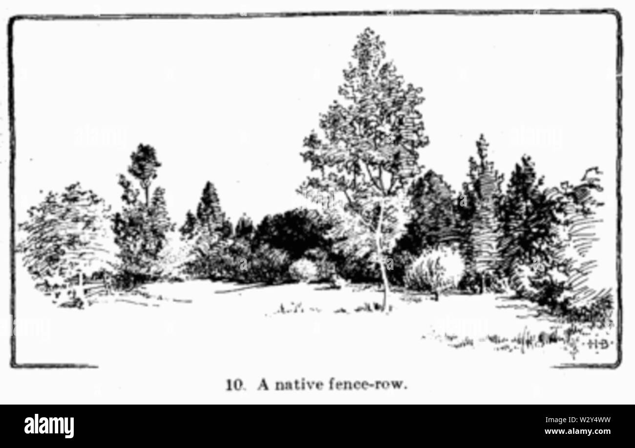 Jardinage de manuel fig010 Banque D'Images