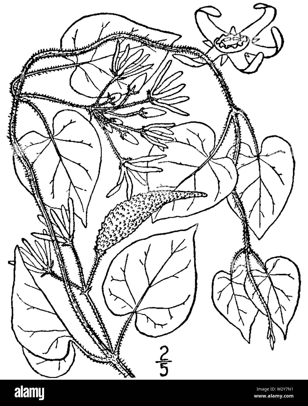 Illustration botanique de Matelea obliqua à partir de 1913. Banque D'Images