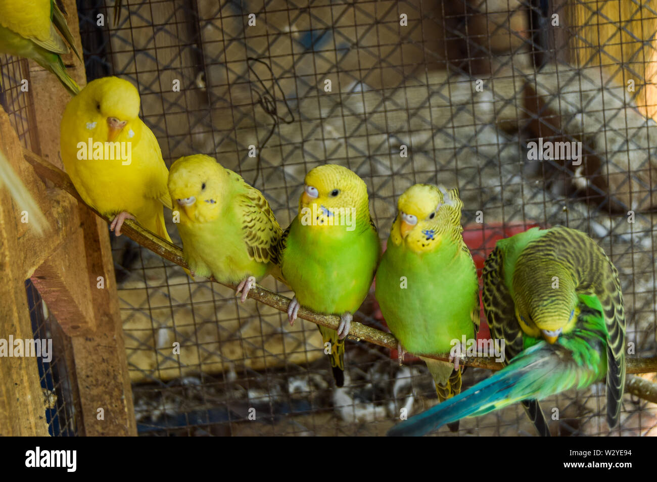 Les oiseaux vert mignon s'asseoir sur bois Stick Banque D'Images