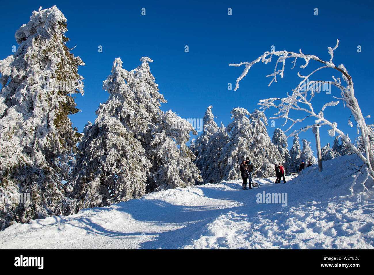 Randonneur dans paysage d'hiver, sommet de montagne Wurmberg, Basse-Saxe, Parc National de Harz, Braunlage, Allemagne Banque D'Images