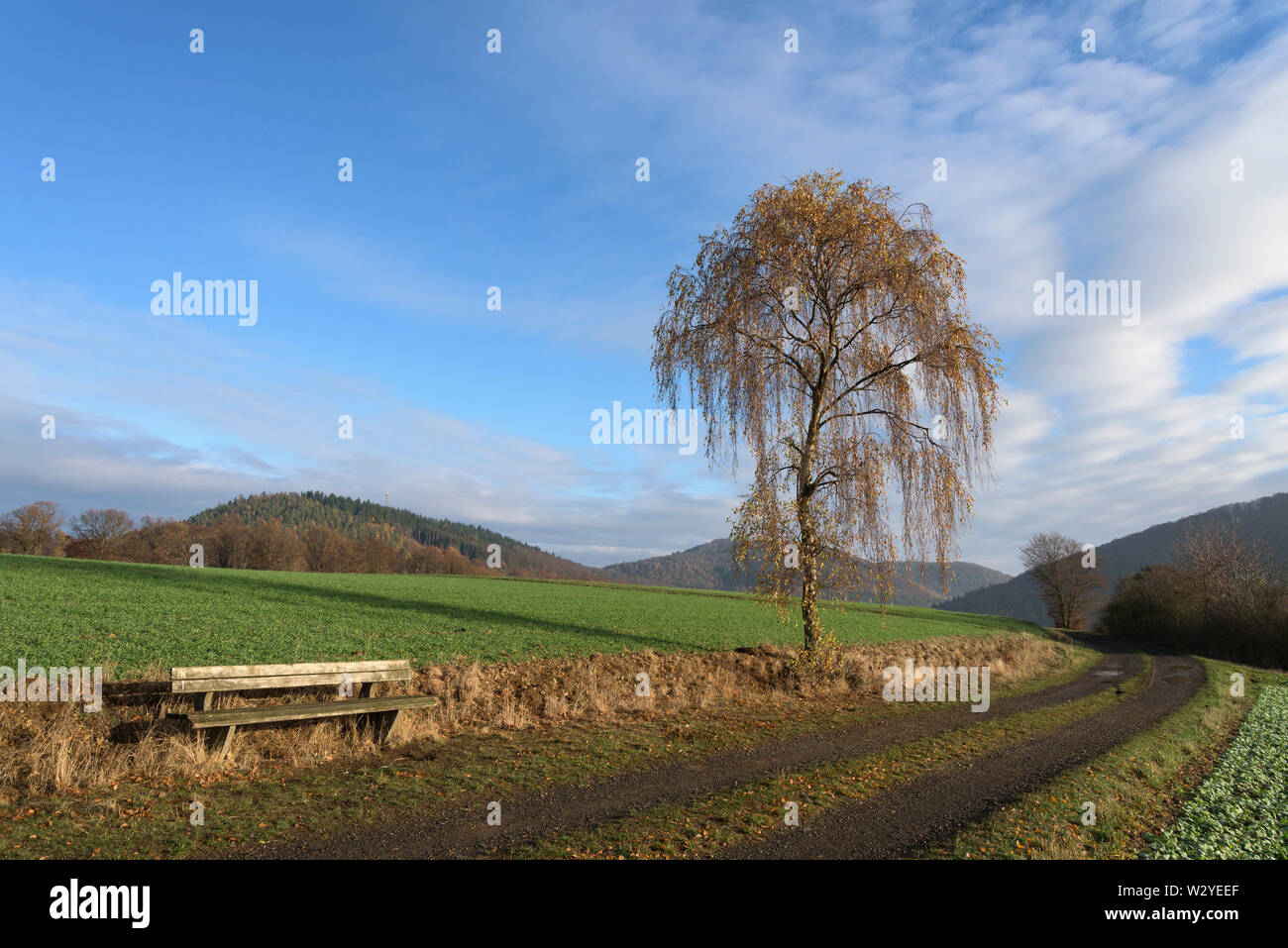 Le bouleau verruqueux, bouleau verruqueux, bouleau blanc, bouleau blanc, de l'Asie de l'Est du Parc Naturel Förster, Hesse, Allemagne (Betula pendula) Banque D'Images