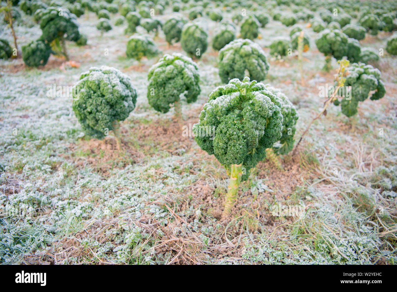 Le kale, l'agriculture biologique, Velbert, Rhénanie du Nord-Westphalie, Allemagne, Europe, (Brassica oleracea var. sabellica) Banque D'Images