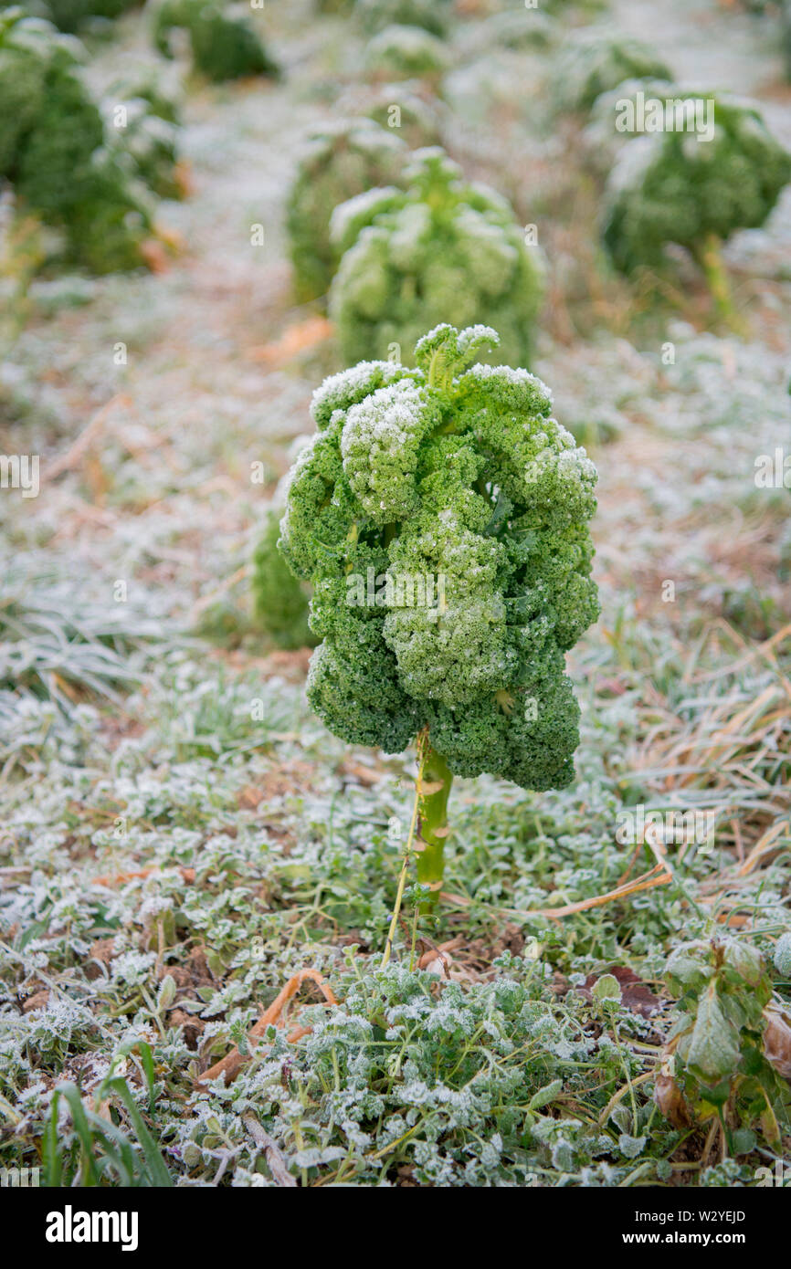 Le kale, l'agriculture biologique, Velbert, Rhénanie du Nord-Westphalie, Allemagne, Europe, (Brassica oleracea var. sabellica) Banque D'Images