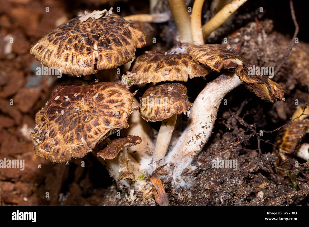 Brittlestem, champignons (Psathyrella maculata) Banque D'Images