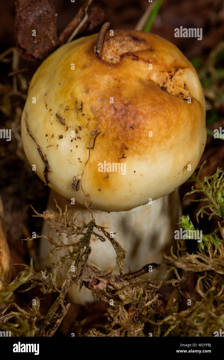Russula, puant (Russula foetens) Banque D'Images