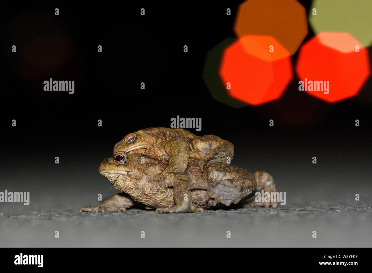 Crapaud commun, en couple, en mars, Bottrop, Ruhr, Nordrhein-Westfalen, Allemagne (Bufo bufo) Banque D'Images