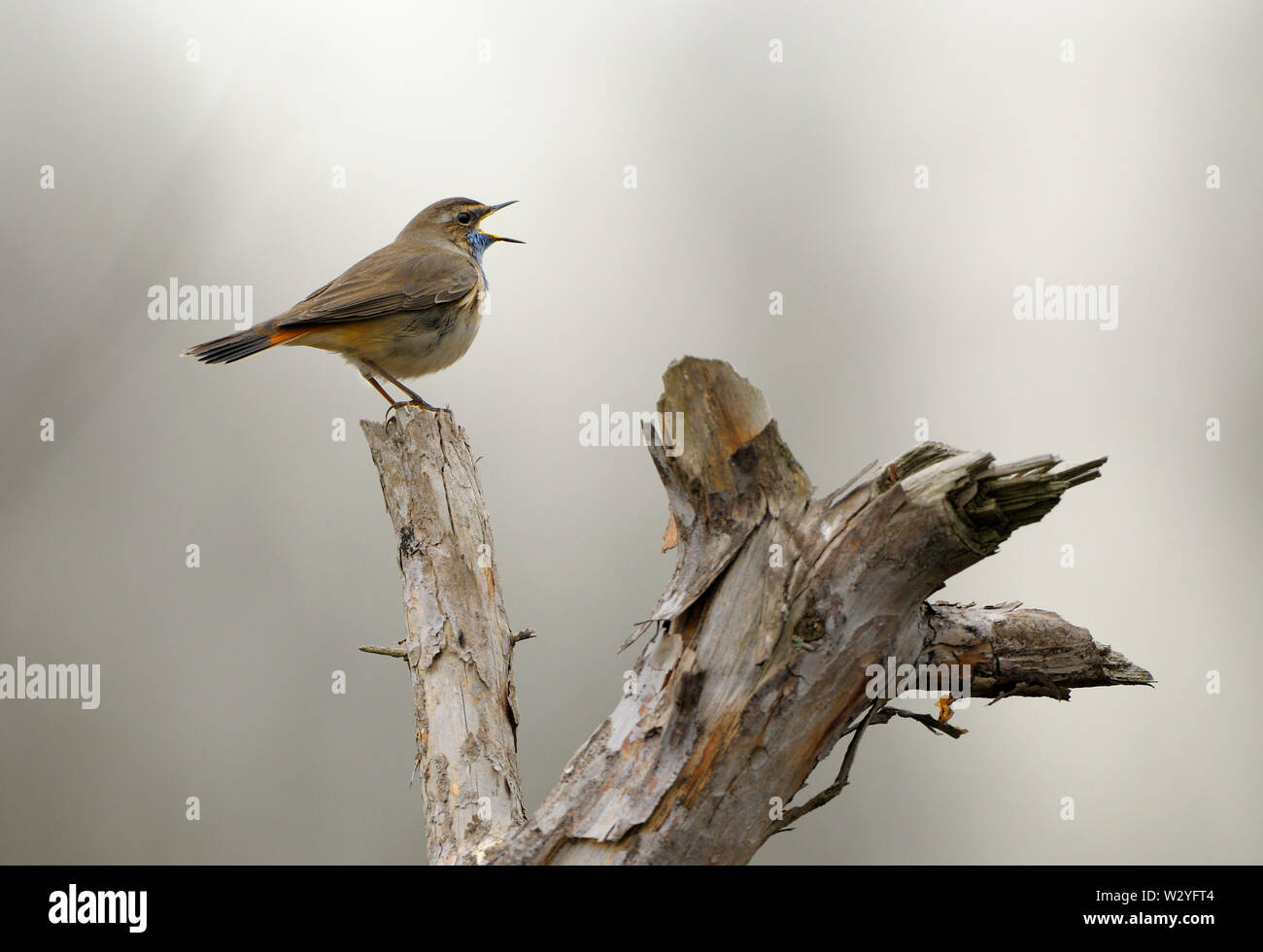Gorgebleue à miroir, mâle chanteur, avril, Wooldse Veen, Gueldre, Pays-Bas, (Luscinia svecica) Banque D'Images