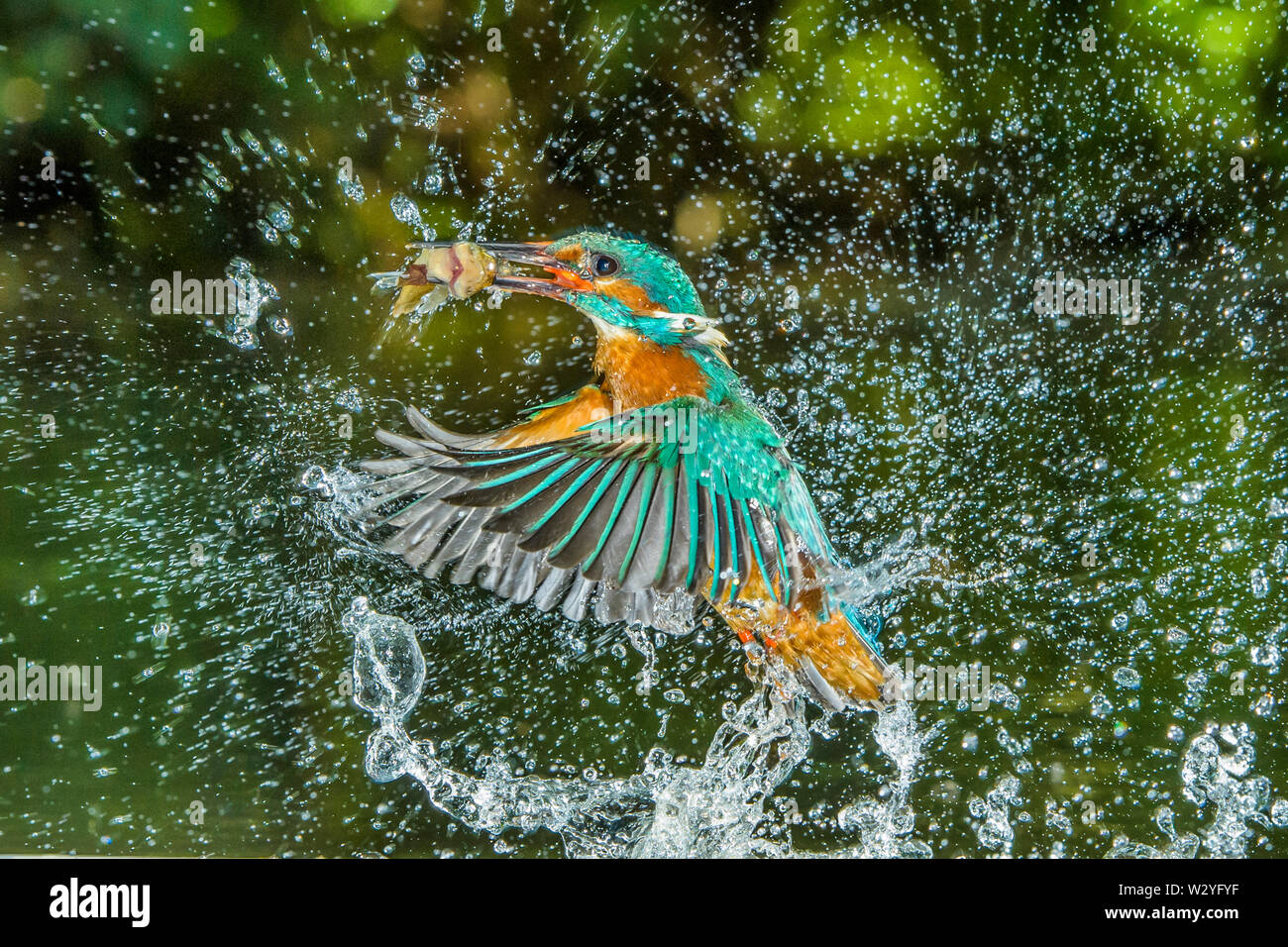 River, Kingfisher Alcedo atthis, Pays-Bas Banque D'Images