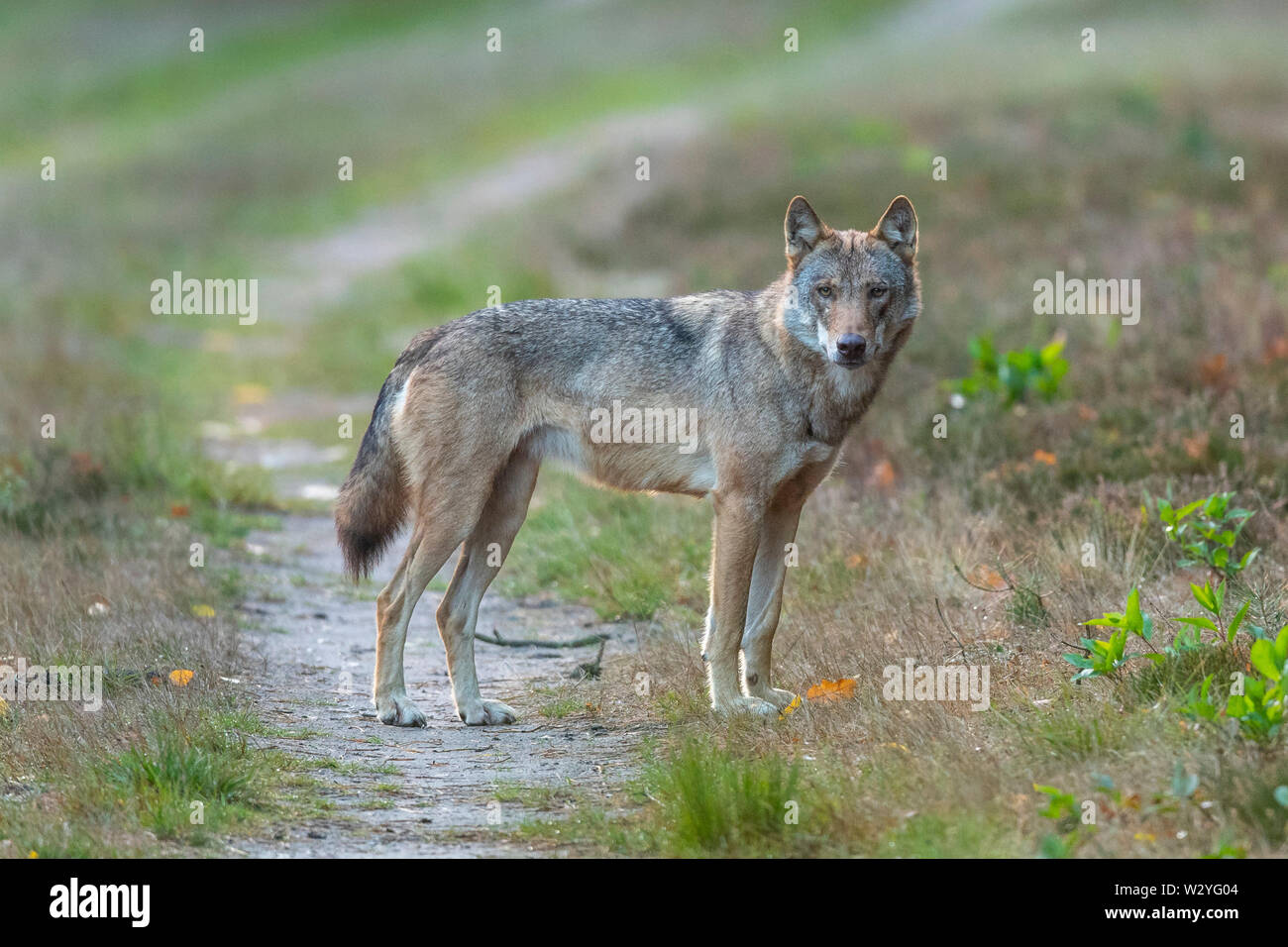 Le loup, Sogel, Emsland, Basse-Saxe, Allemagne, Canis lupus, Sögel Banque D'Images