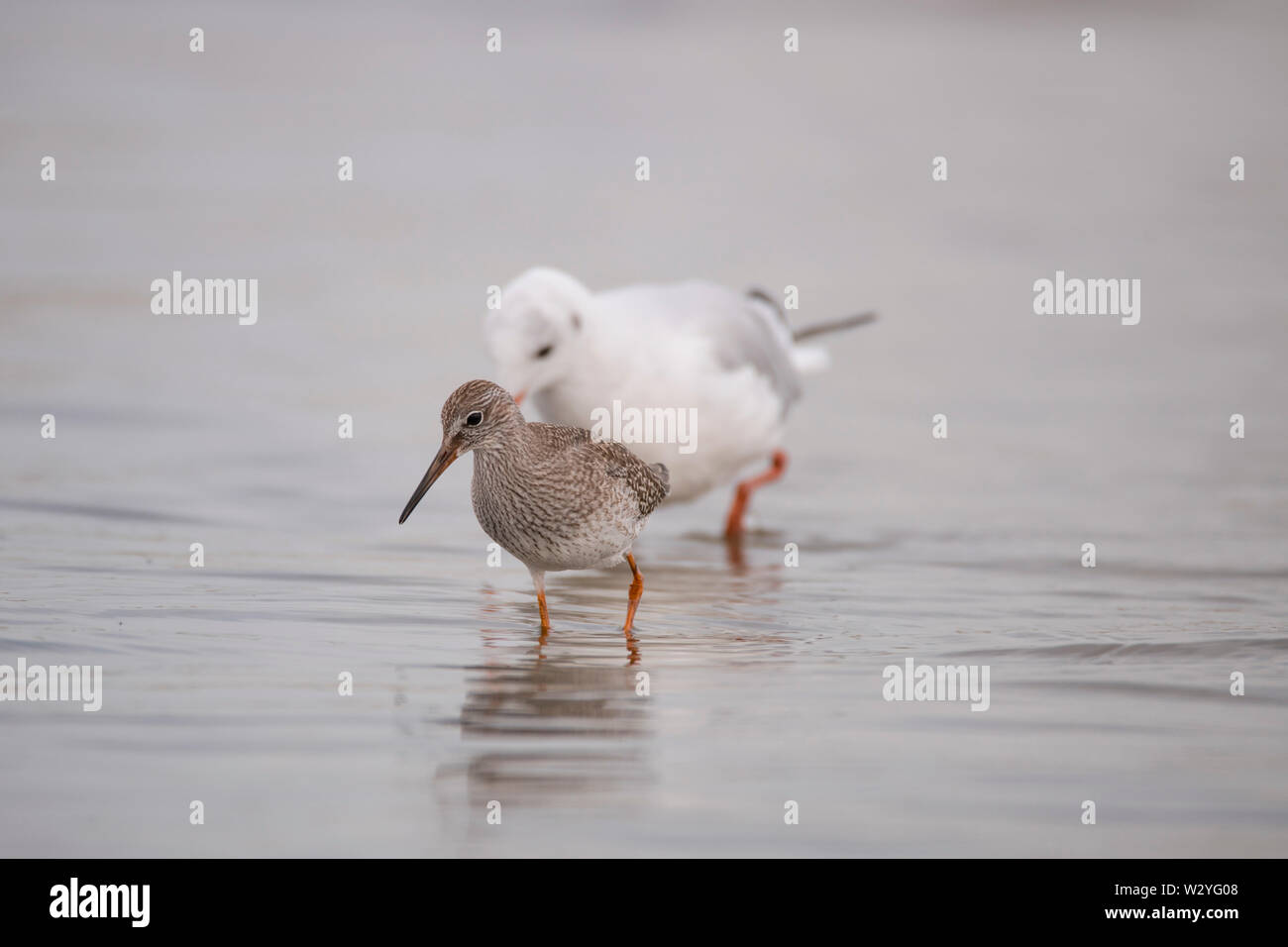 Gravelot et mouette, Poméranie occidentale Lagoon Salon National Park, Fischland-Darss-Zingst, Allemagne, Tringa totanus, Larus ridibundus Banque D'Images