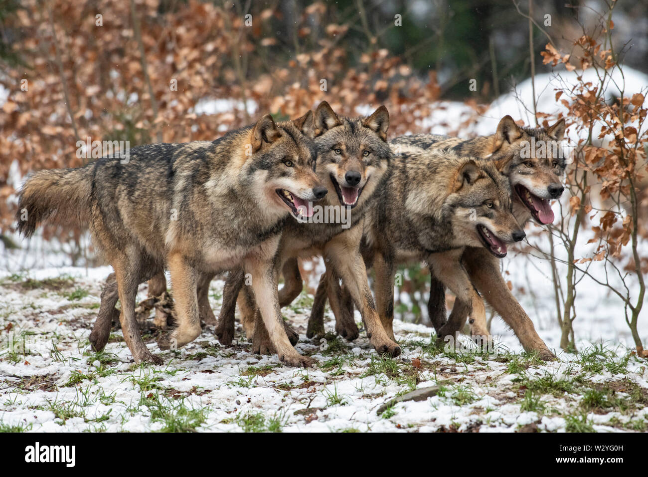 Le loup, Canis lupus Banque D'Images