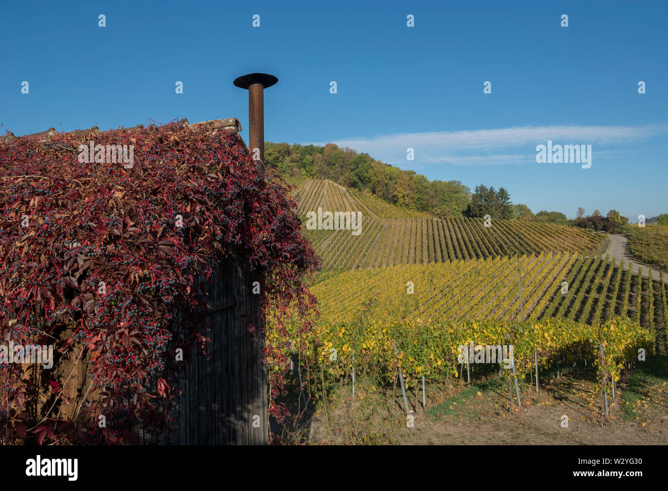 Vignoble, weinsberg, Heilbronn, heilbronn-Franconie, Bade-Wurtemberg, Allemagne Banque D'Images