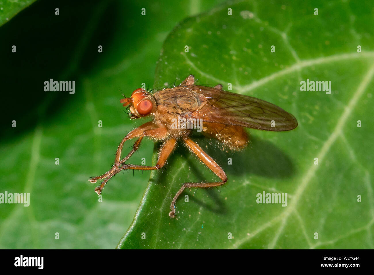 Dung fly, (Scathophaga suilla) Banque D'Images