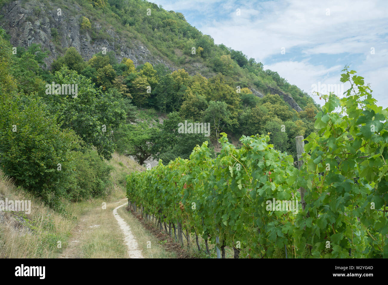 La montagne, vignoble hohentwiel, singen, paysage protégé, région de l'Hegau, Bade-Wurtemberg, Allemagne Banque D'Images