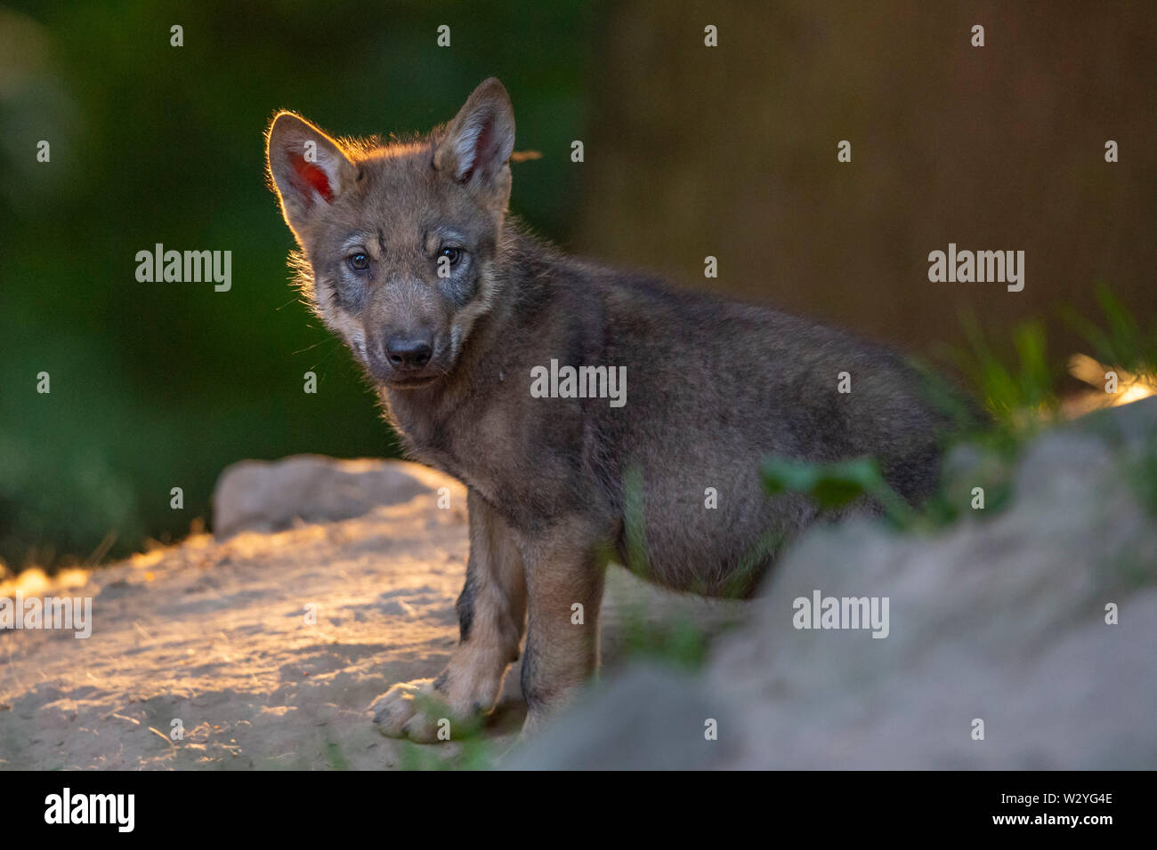 Wolf cub, Canis lupus Banque D'Images