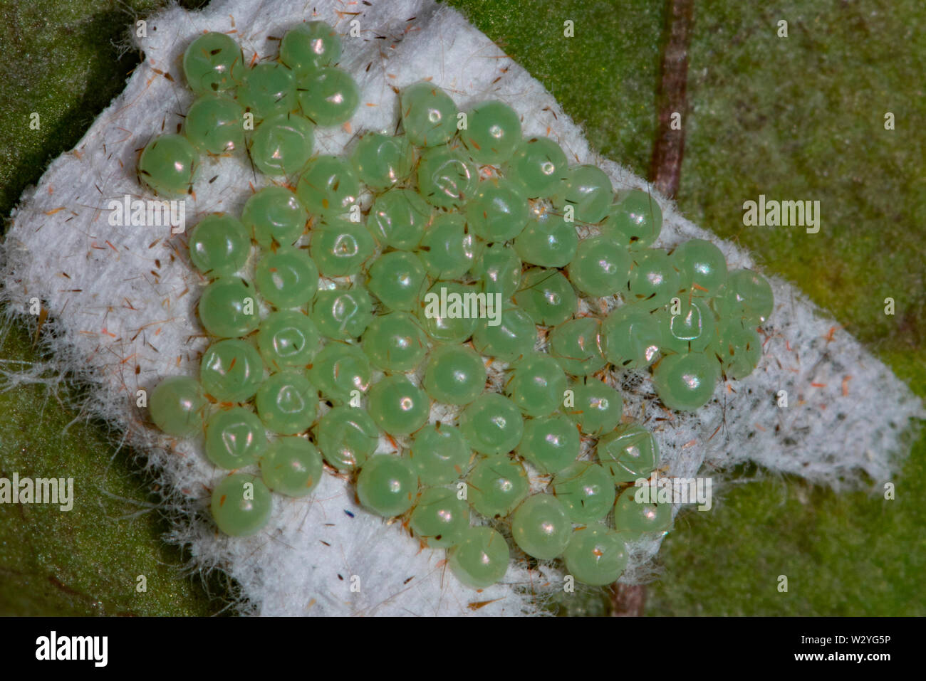 Jardin Tiger Moth, great Tiger Moth, oeufs, (Arctia caja) Banque D'Images