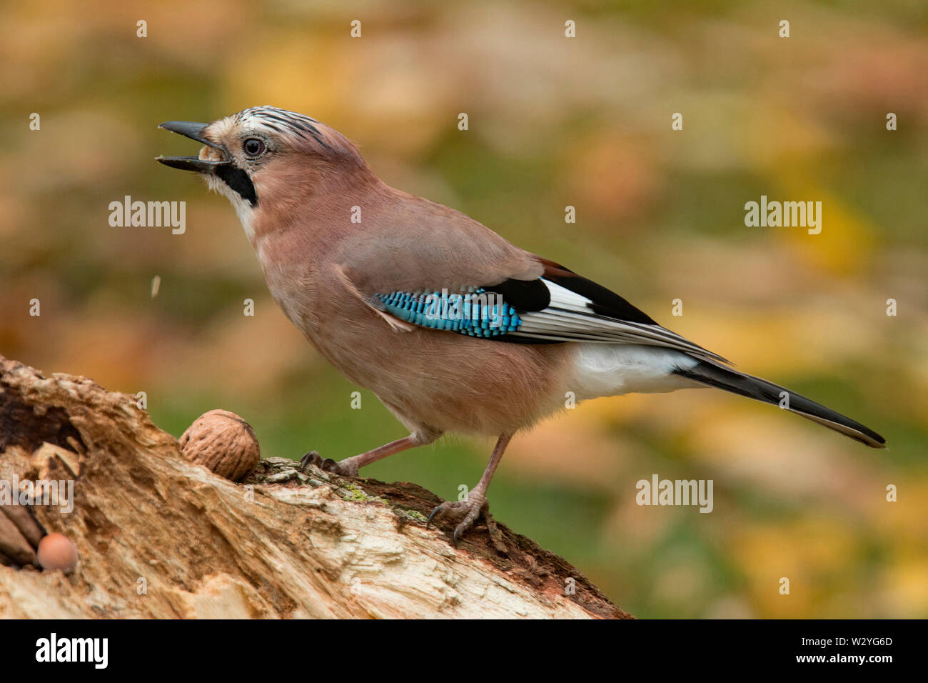 Eurasian jay, (Garrulus glandarius) Banque D'Images