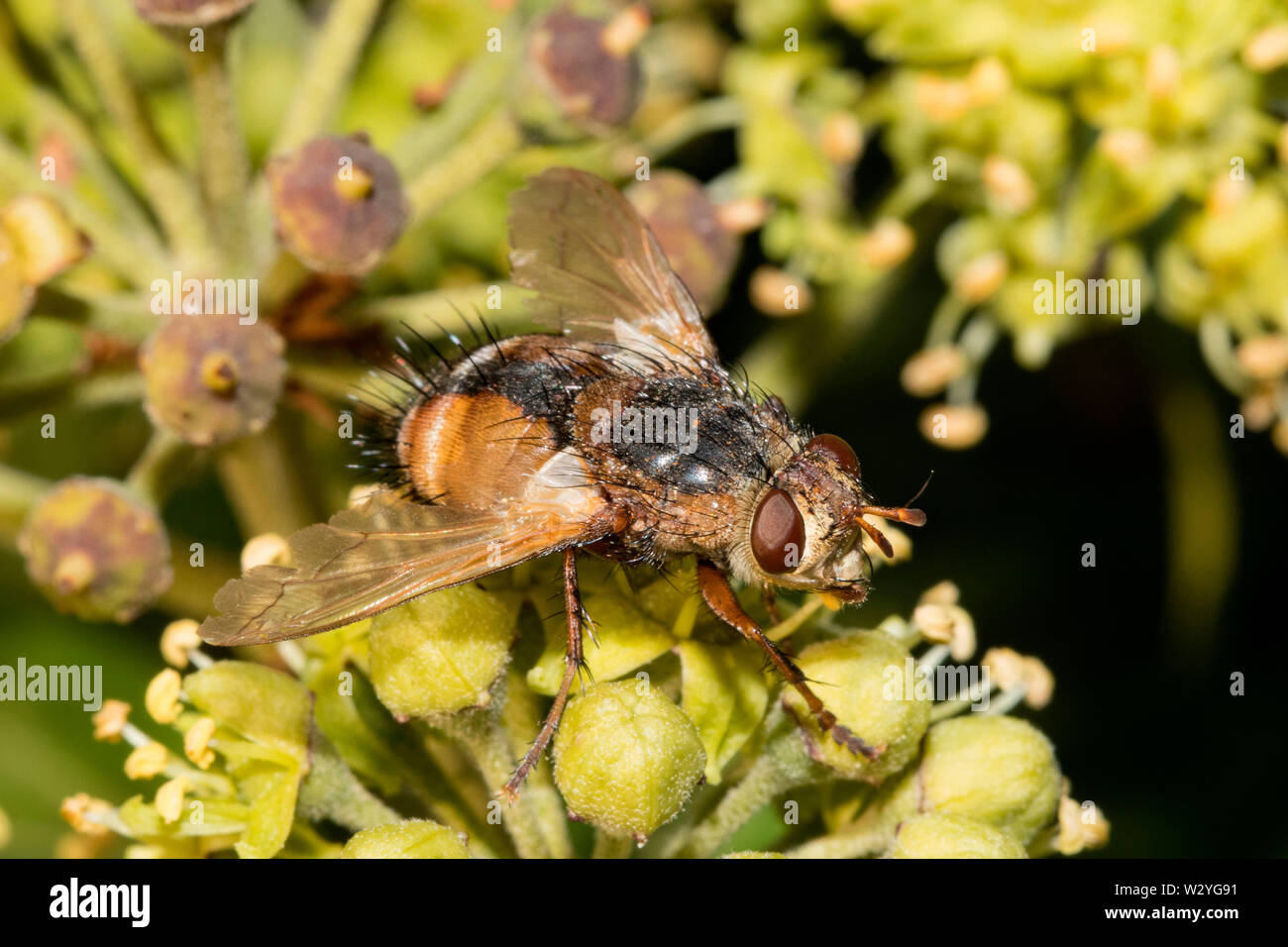 Mouche parasite, (Tachina fera) Banque D'Images