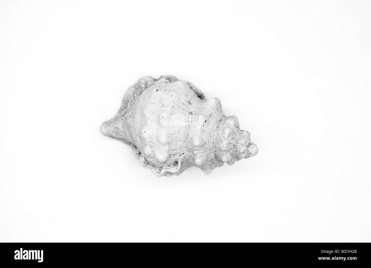 Sea Shell isolé sur fond blanc clipping path Banque D'Images