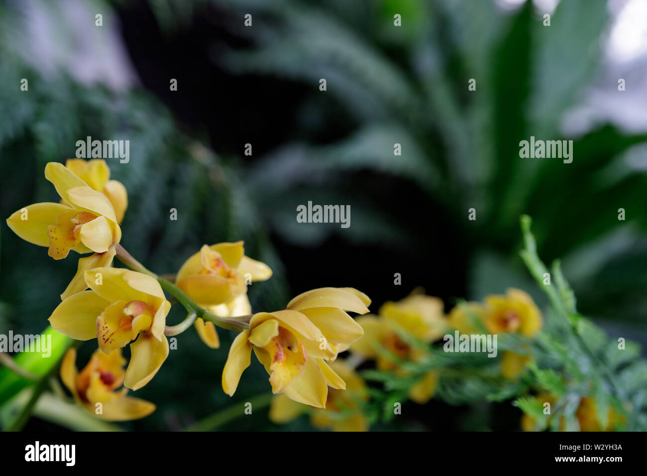 Orchidee Fleur Dans Le Jardin Sur Un Hiver Ou Printemps De L Elaboration De Concept De Beaute Et D Une Carte Postale L Agriculture Idee Orchidee Phalaenopsis Fleurs Jaune Photo Stock Alamy