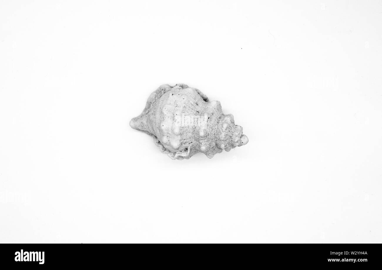 Sea Shell isolé sur fond blanc clipping path Banque D'Images
