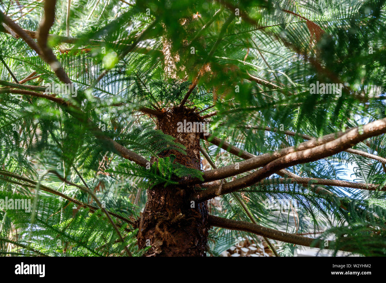 Araucaria heterophylla, il est parfois appelé le pin, l'étoile, le pin de Norfolk ou arbre triangulaire l'arbre de Noël vivant. Pin Araucaria pour i Banque D'Images
