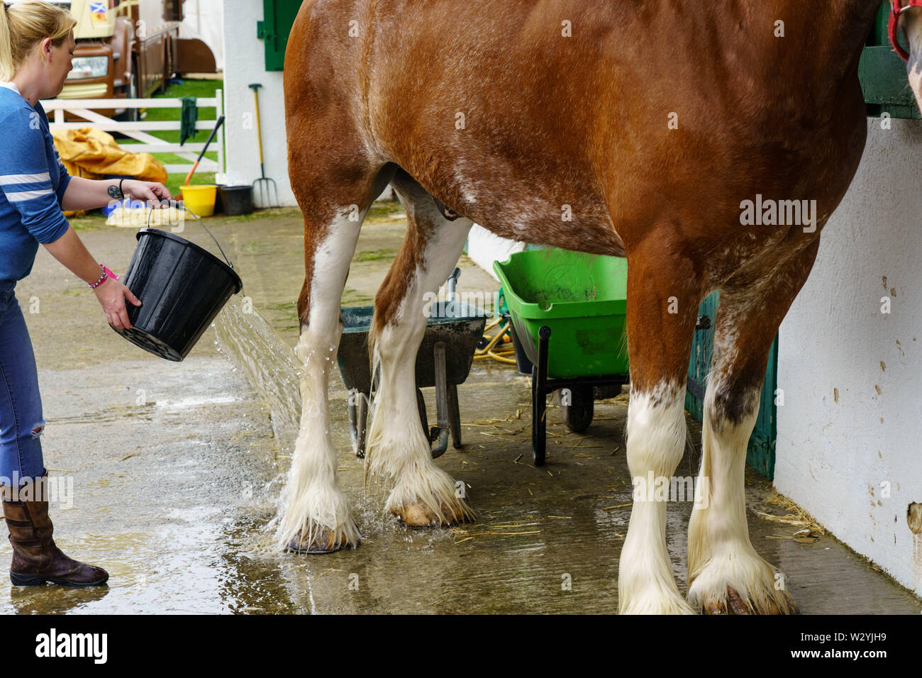 Brown and White Horse a lavé ses sabots en préparation de la compétition au Great Yorkshire Show, Harrogate, North Yorkshire, Angleterre, Royaume-Uni. Banque D'Images