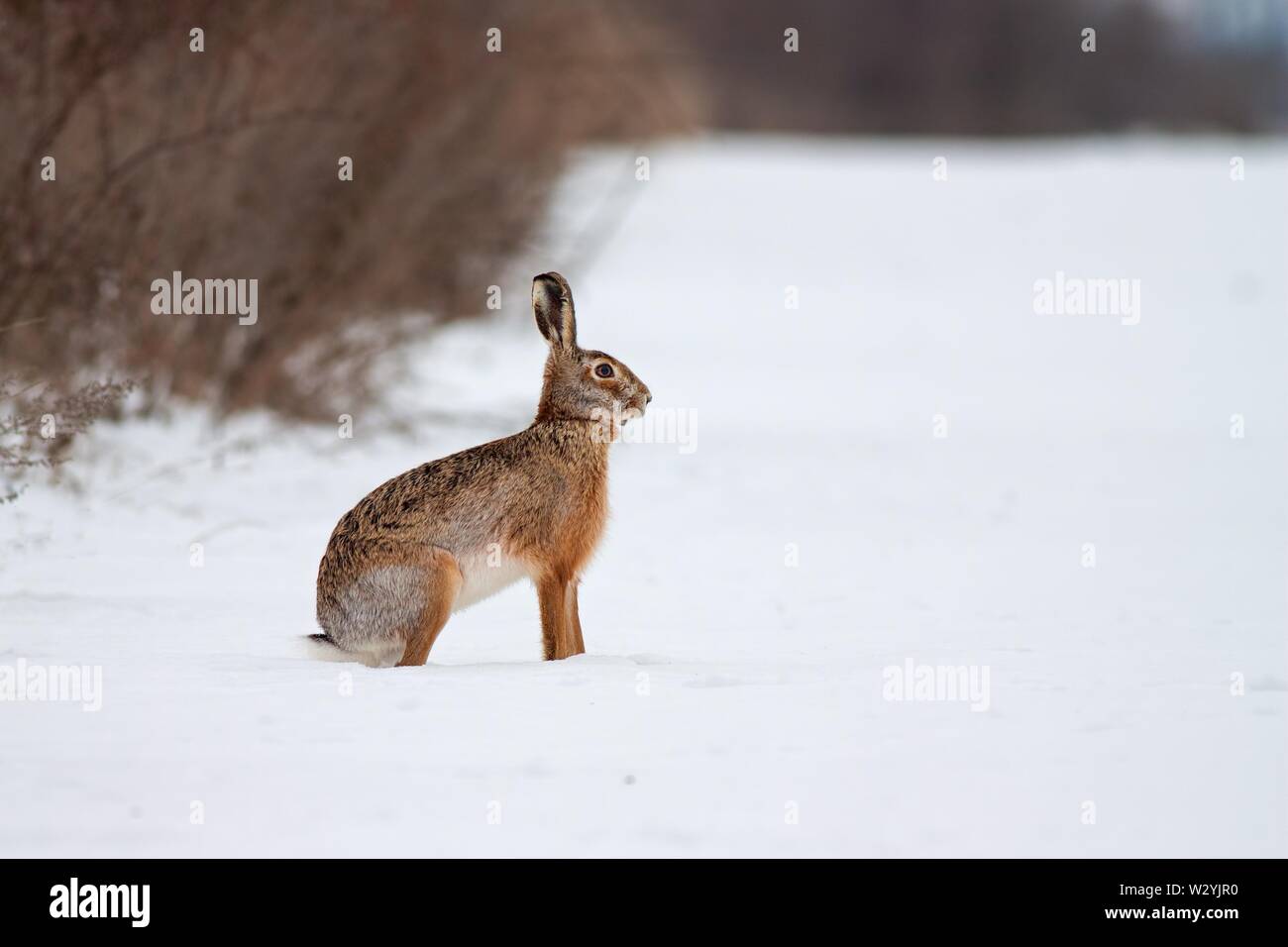 European brown hare sur la neige en hiver avec un fond blanc Banque D'Images