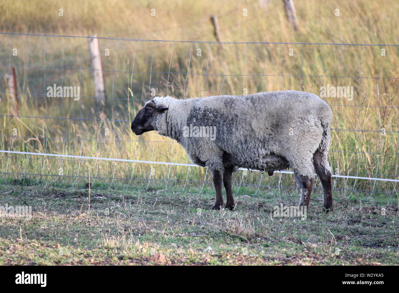 Seule la face noire de moutons dans la ferme australienne Banque D'Images