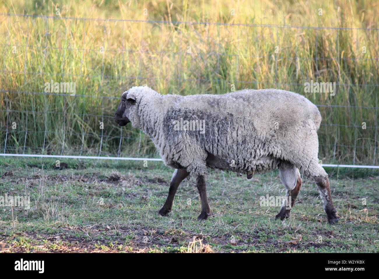 Seule la face noire de moutons dans la ferme australienne Banque D'Images