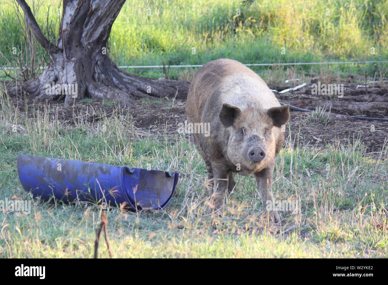 Cochon grincheux sur Farm looking at Camera Banque D'Images