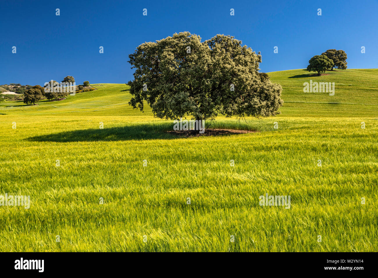 Arbres en champ de blé près du village de Montefrio, province de Grenade, Andalousie, Espagne Banque D'Images