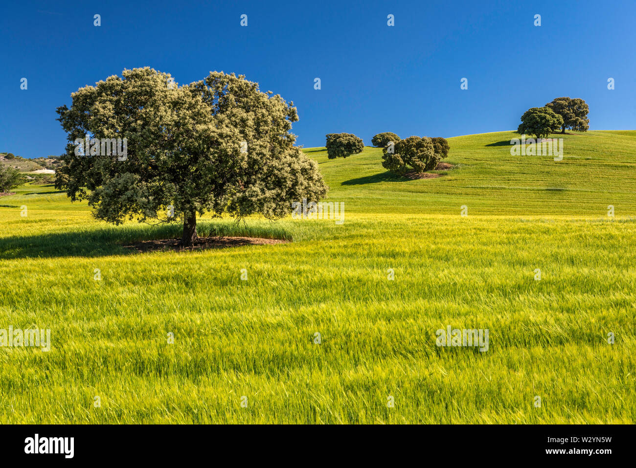 Arbres en champ de blé près du village de Montefrio, province de Grenade, Andalousie, Espagne Banque D'Images