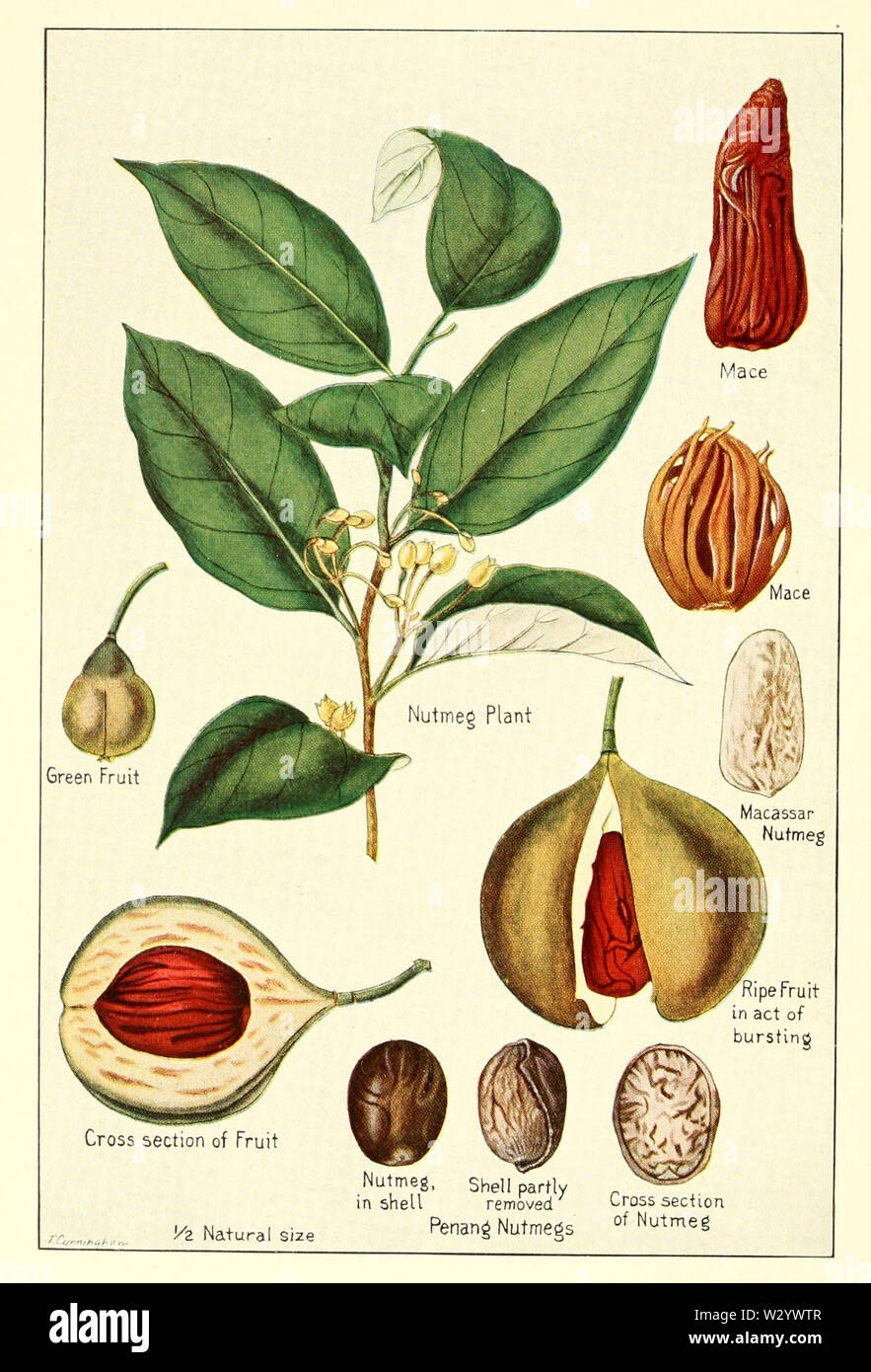 Muscade-mace Banque D'Images