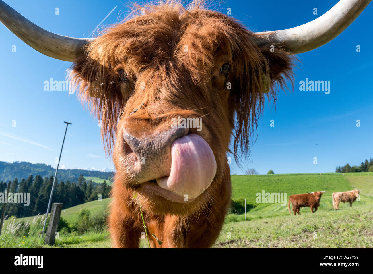 Close-up hairy Scottish Highland cattle dans un pré vert en suisse Banque D'Images